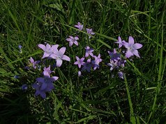 Zvonek rozkladitý (Campanula patula L.) (zobrazeno 71x)